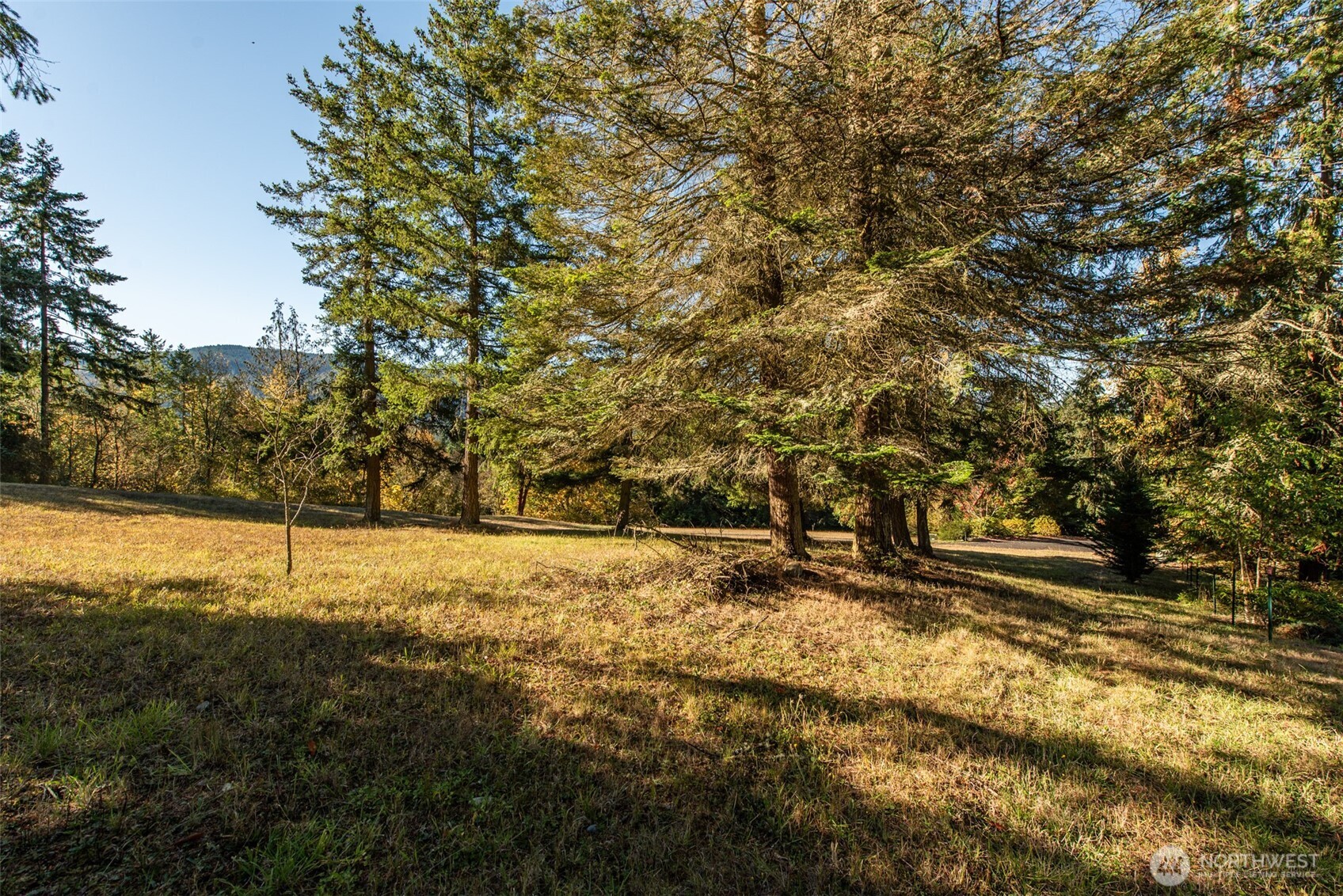 1051 Fox Hollow Road Sequim, WA 98382 - Photo 39 of 40 a view of yard with trees