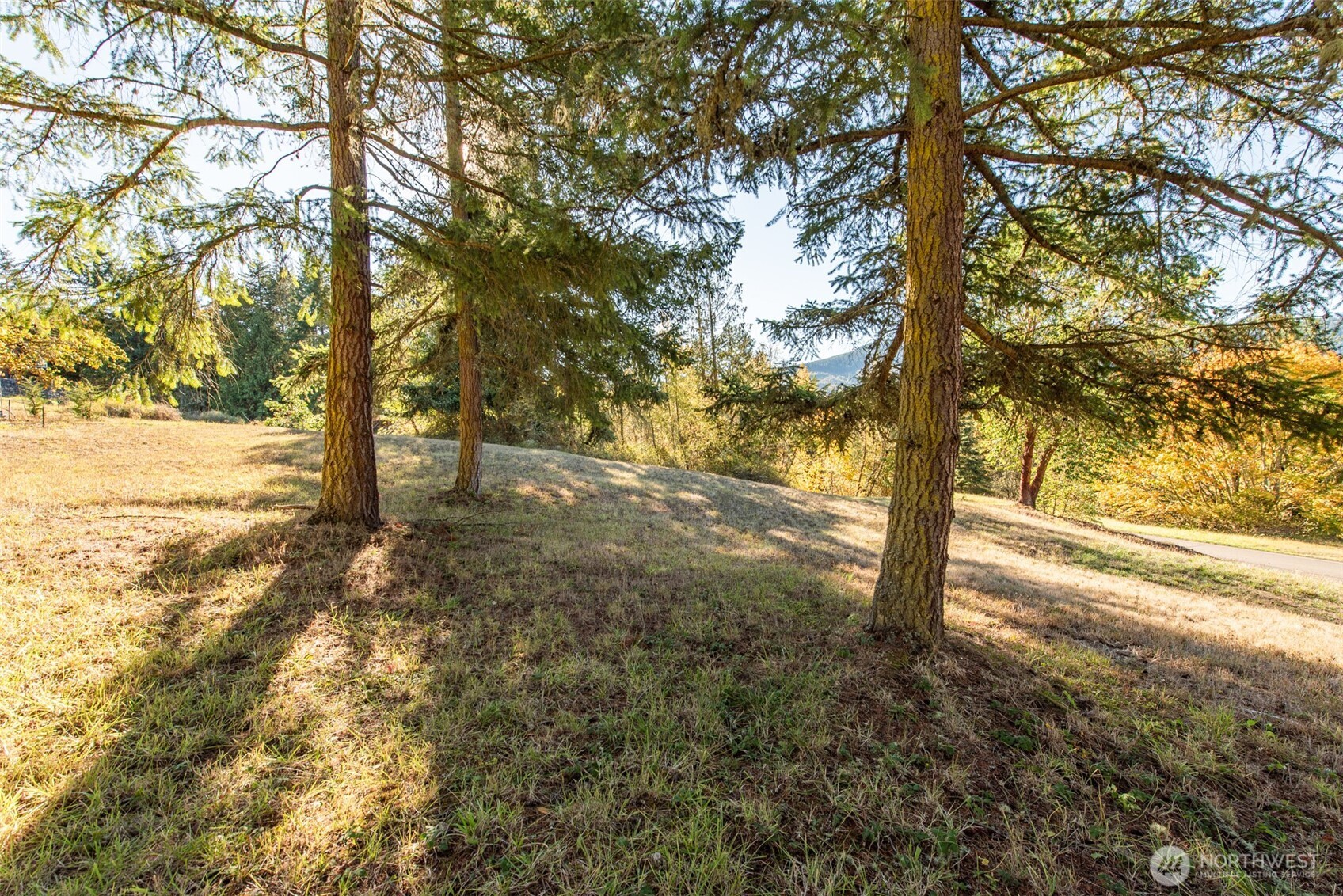 1051 Fox Hollow Road Sequim, WA 98382 - Photo 40 of 40 a view of a yard with large tree