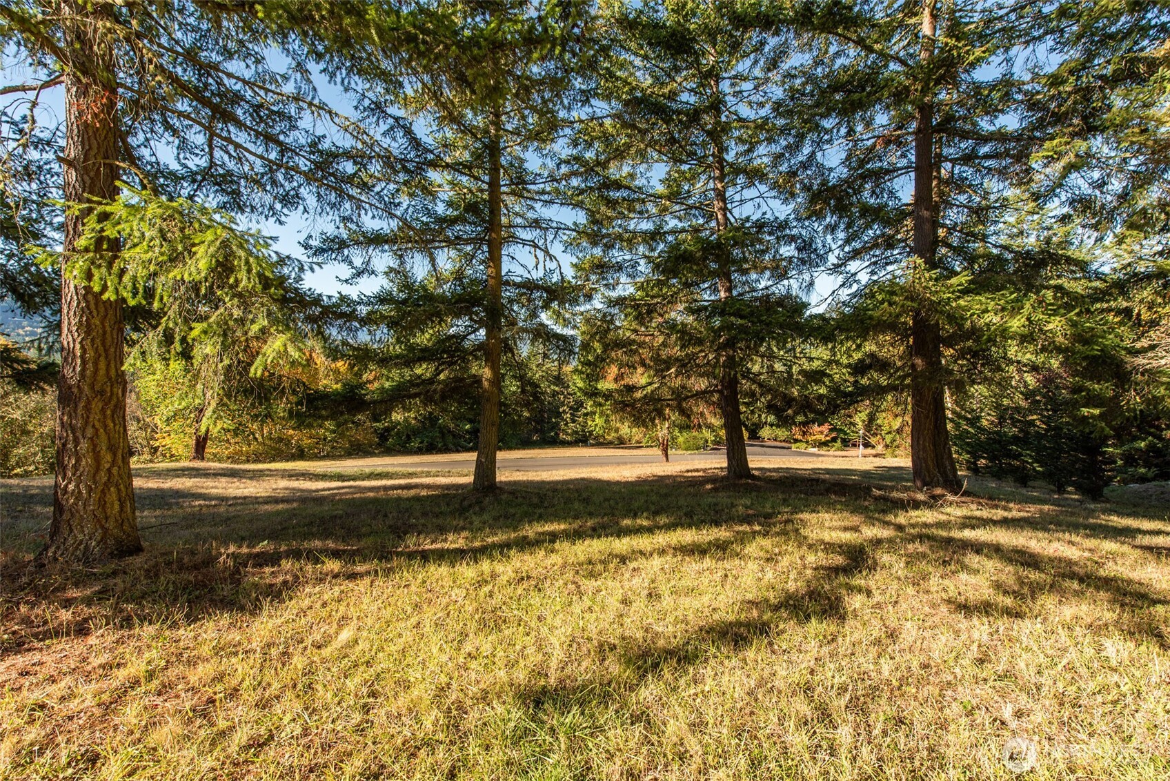 1051 Fox Hollow Road Sequim, WA 98382 - Photo 6 of 40 a view of yard with trees