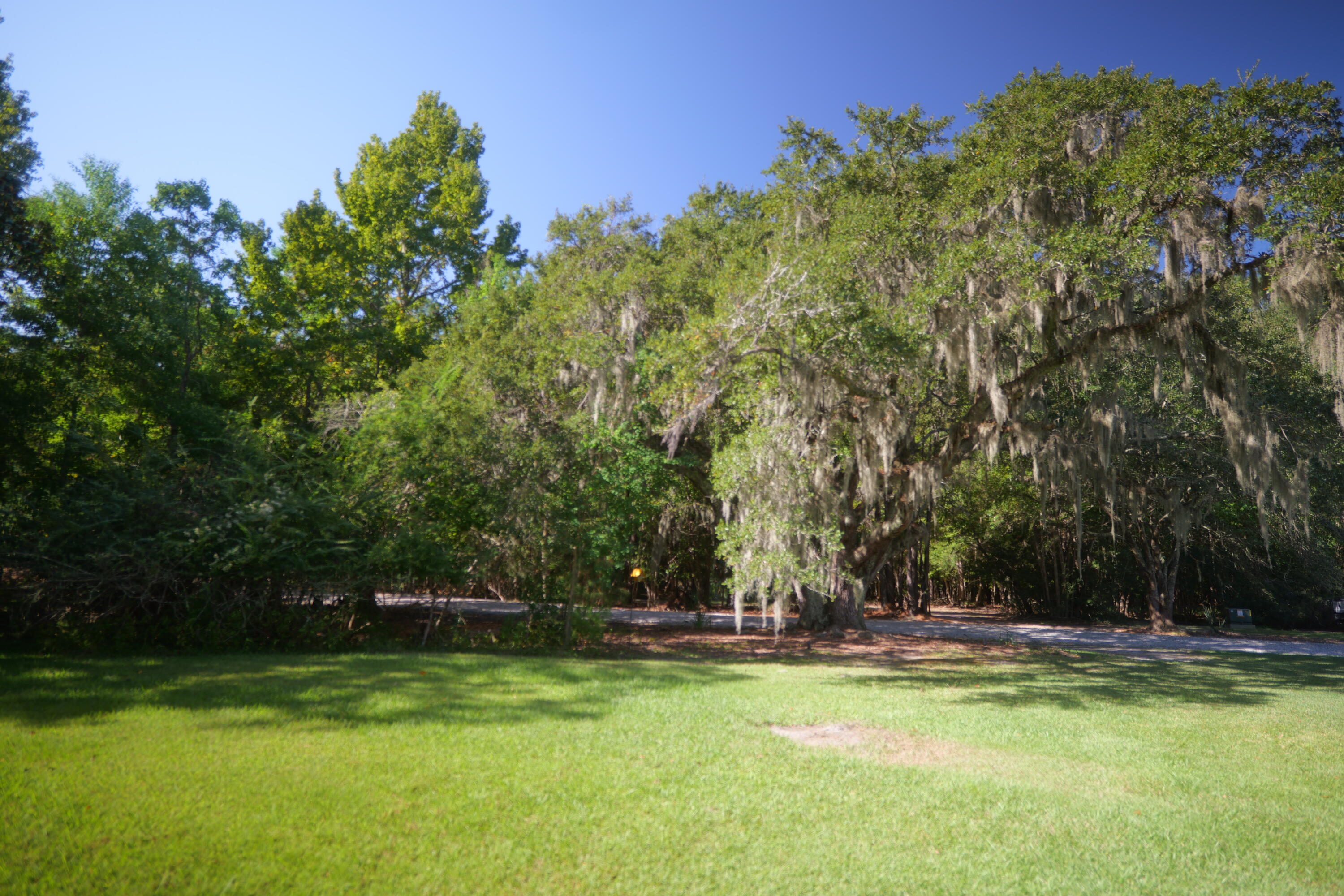 3033 State Rd S-10-1632 Johns Island, SC 29455 - Photo 27 of 38 4a-oak-tree