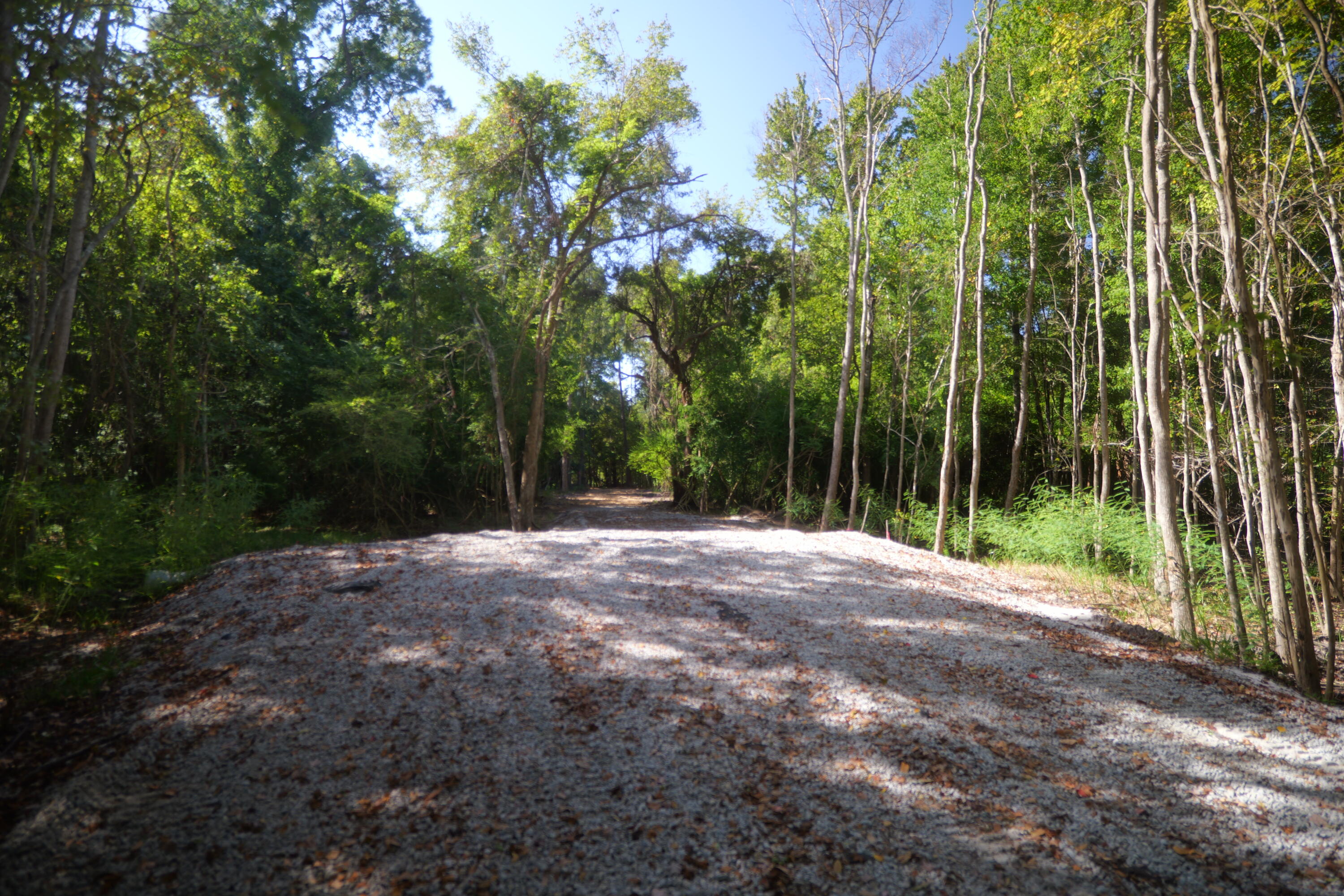 3033 State Rd S-10-1632 Johns Island, SC 29455 - Photo 30 of 38 9a-road-woods