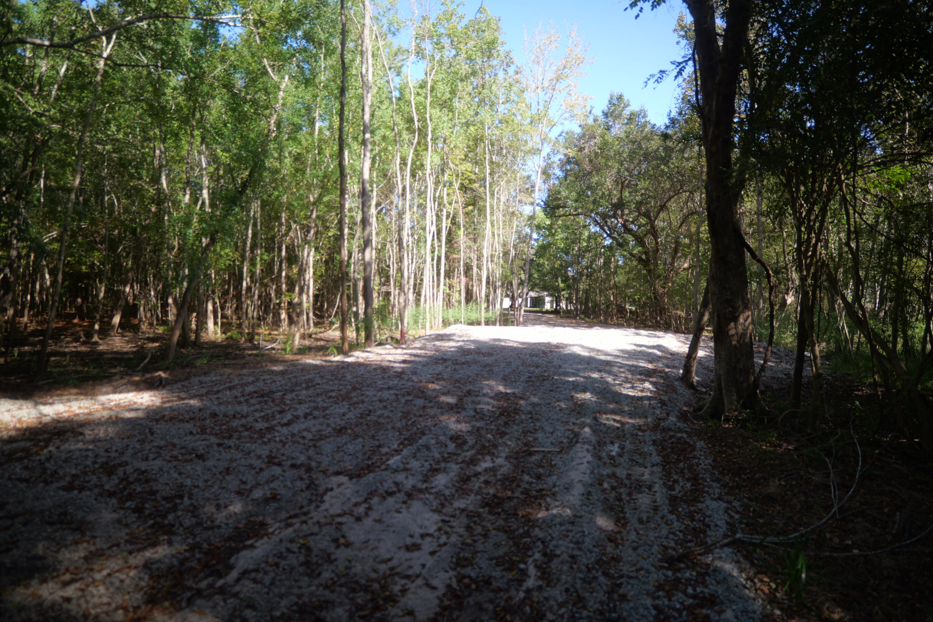 3033 State Rd S-10-1632 Johns Island, SC 29455 - Photo 31 of 38 9b-road-woods