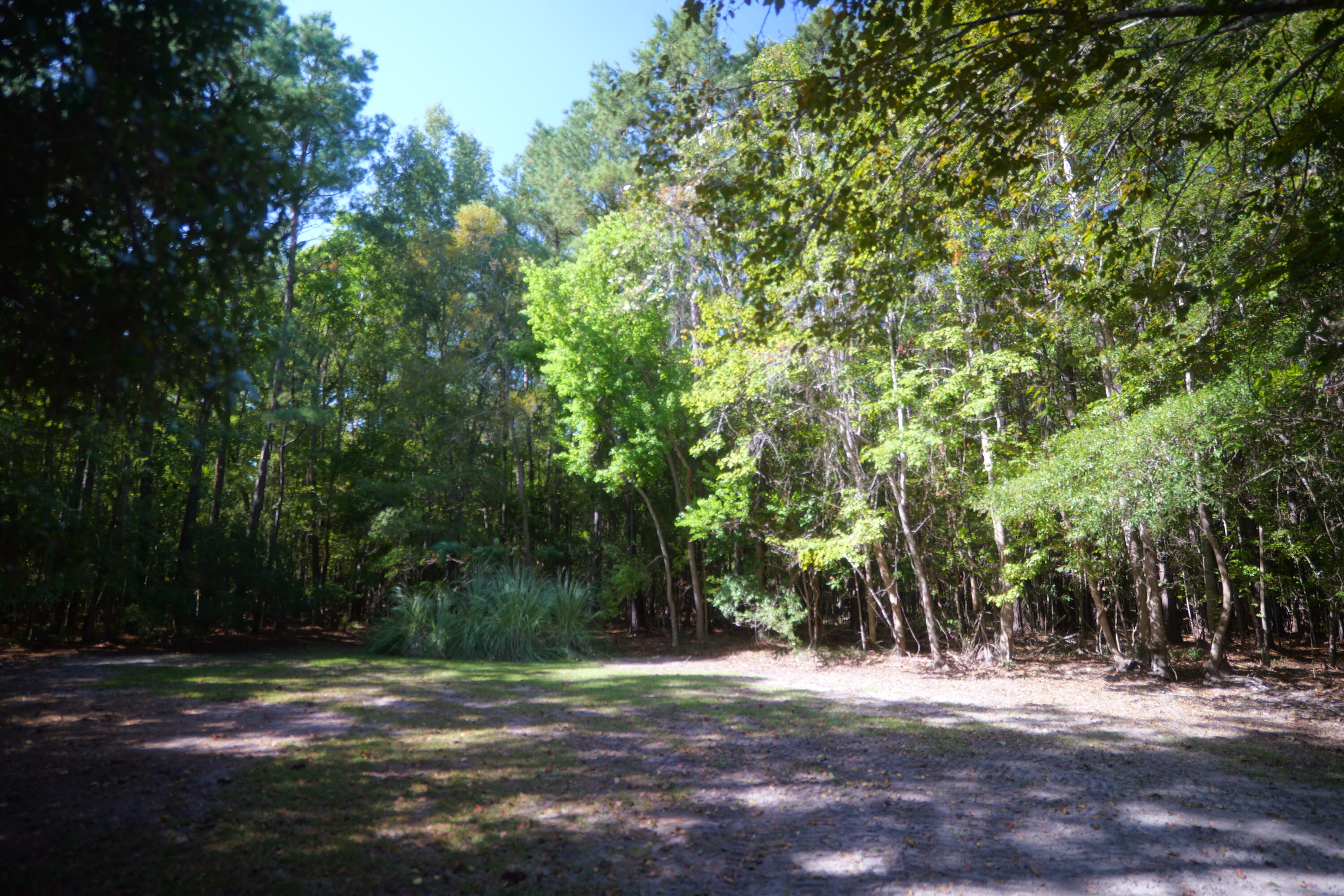 3033 State Rd S-10-1632 Johns Island, SC 29455 - Photo 32 of 38 10a-clearing