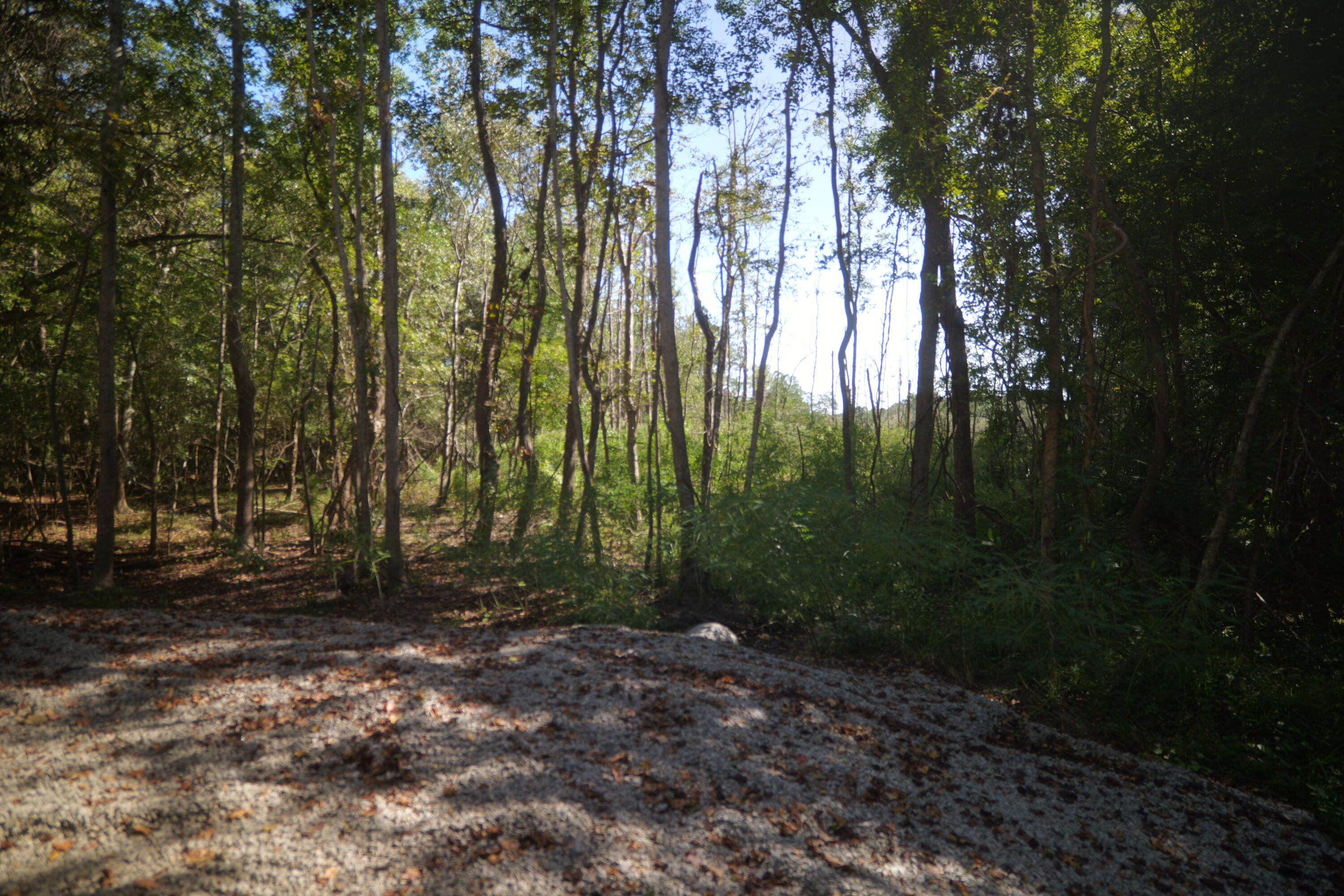 3033 State Rd S-10-1632 Johns Island, SC 29455 - Photo 33 of 38 11-clearing