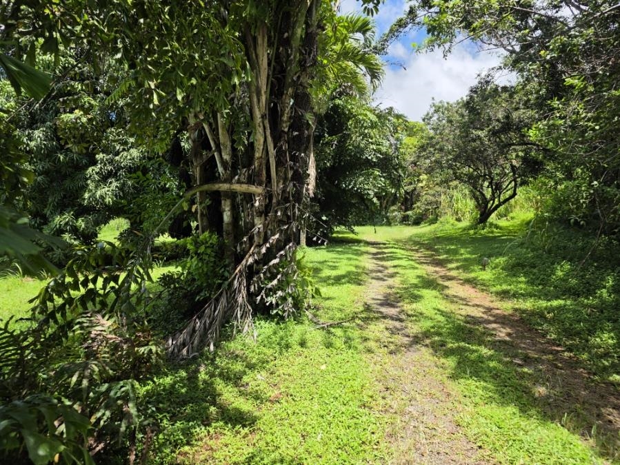 1063 Kauhikoa Road Haiku, HI 96708 - Photo 2 of 17 Gallery Image 2