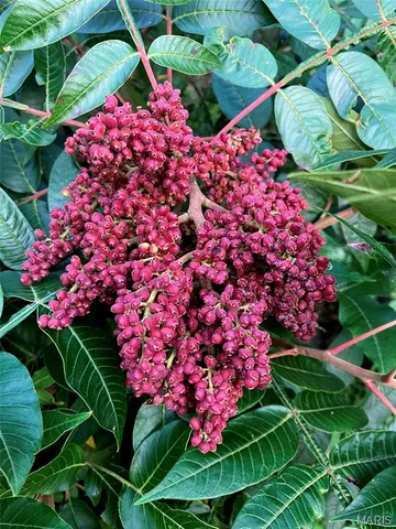 $329,900 | 6 Cindy Drive, Luebbering, MO 63061