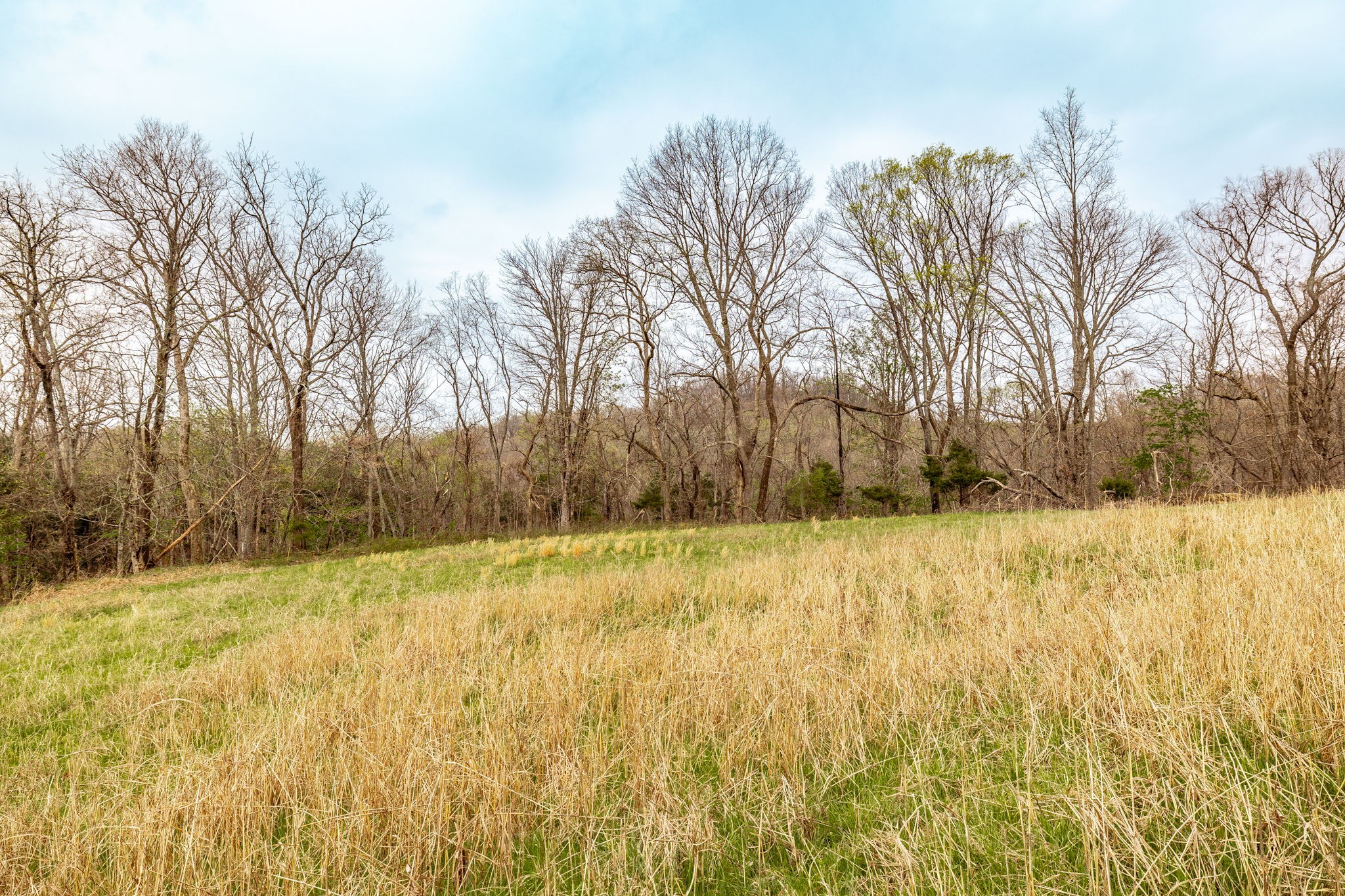 0 Wolf Hill Road Bethpage, TN 37022 - Photo 25 of 46 a view of a yard with trees