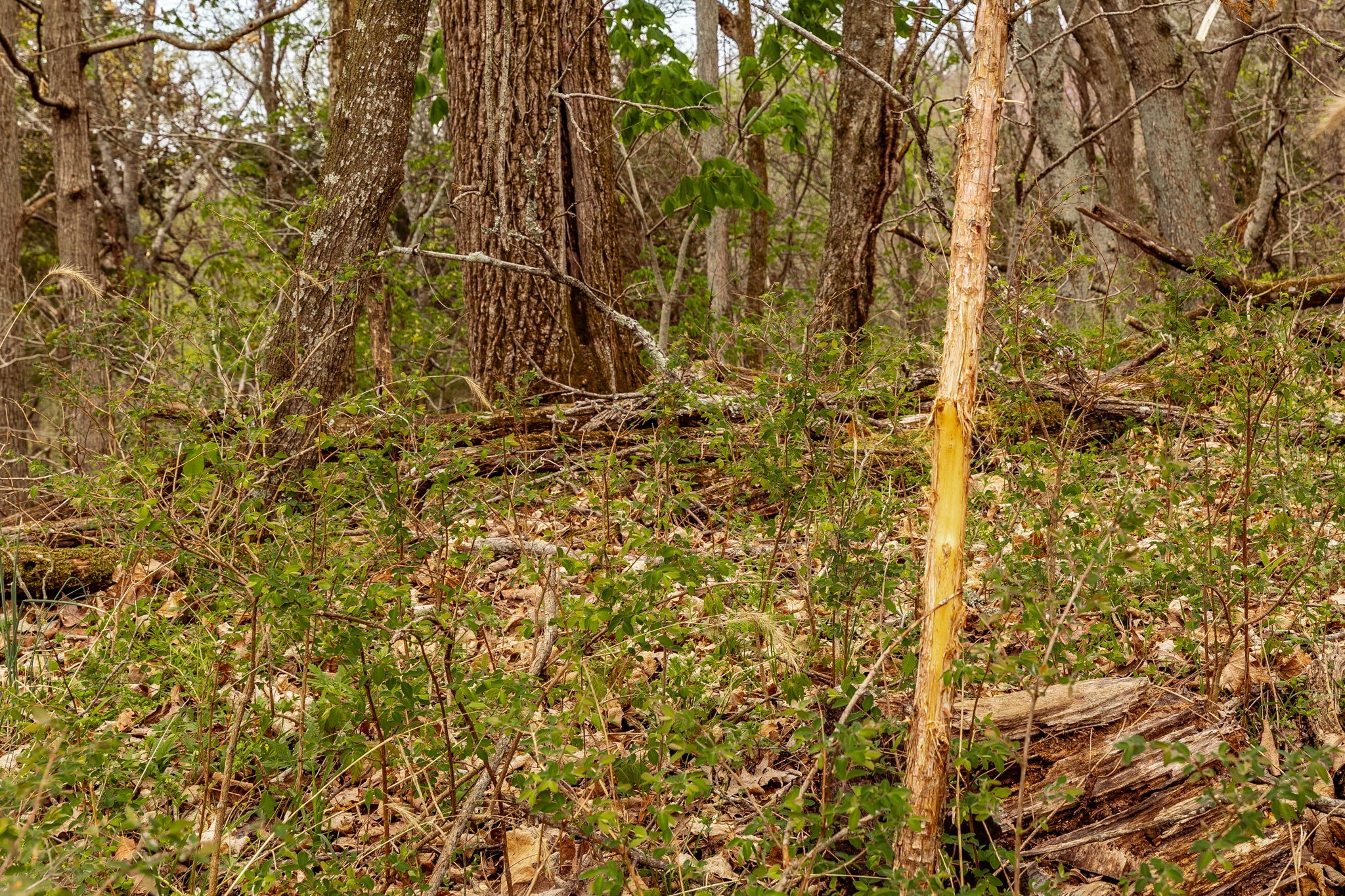 0 Wolf Hill Road Bethpage, TN 37022 - Photo 26 of 46 a view of a yard with a tree