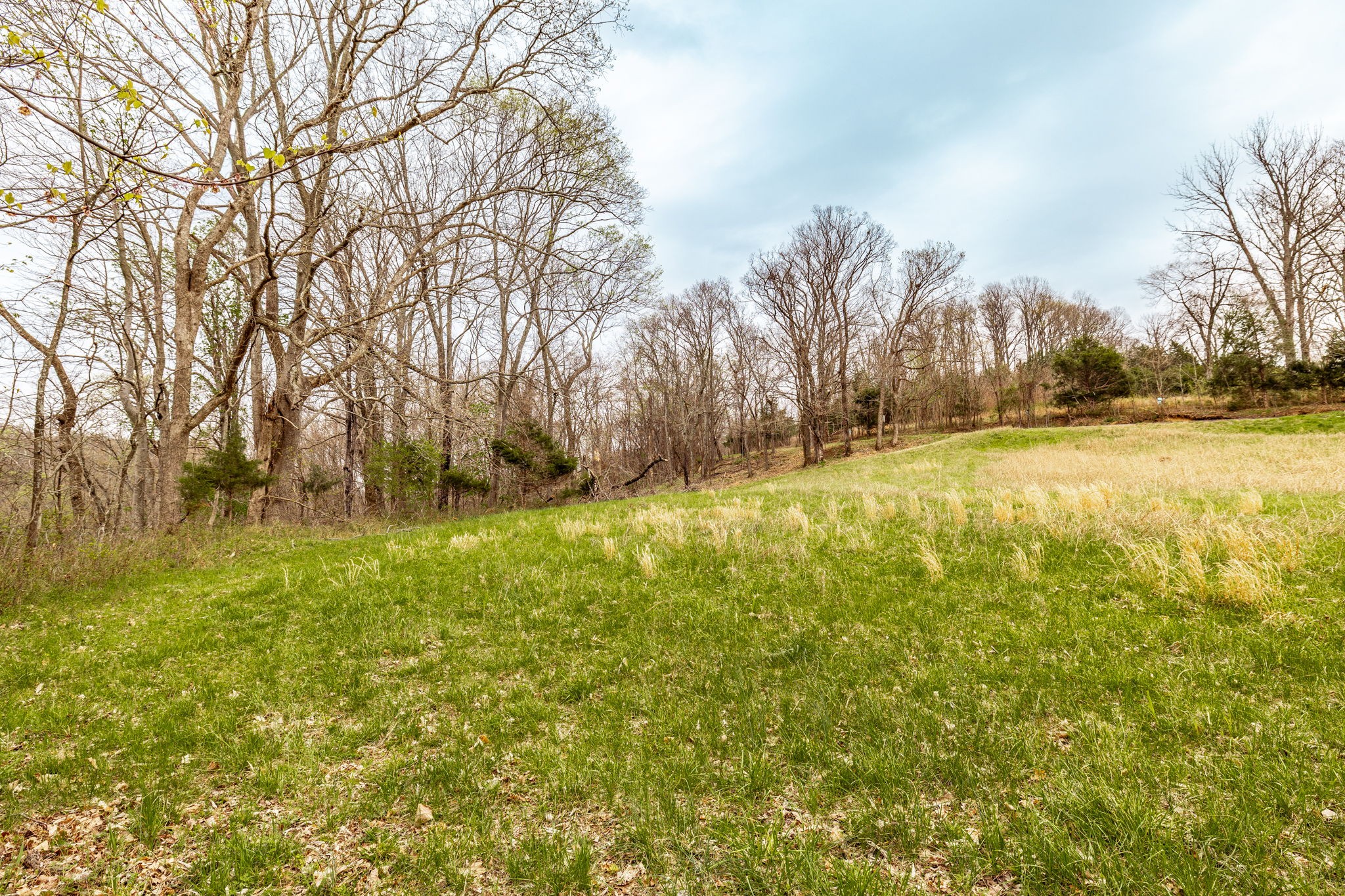0 Wolf Hill Road Bethpage, TN 37022 - Photo 27 of 46 a view of yard with trees