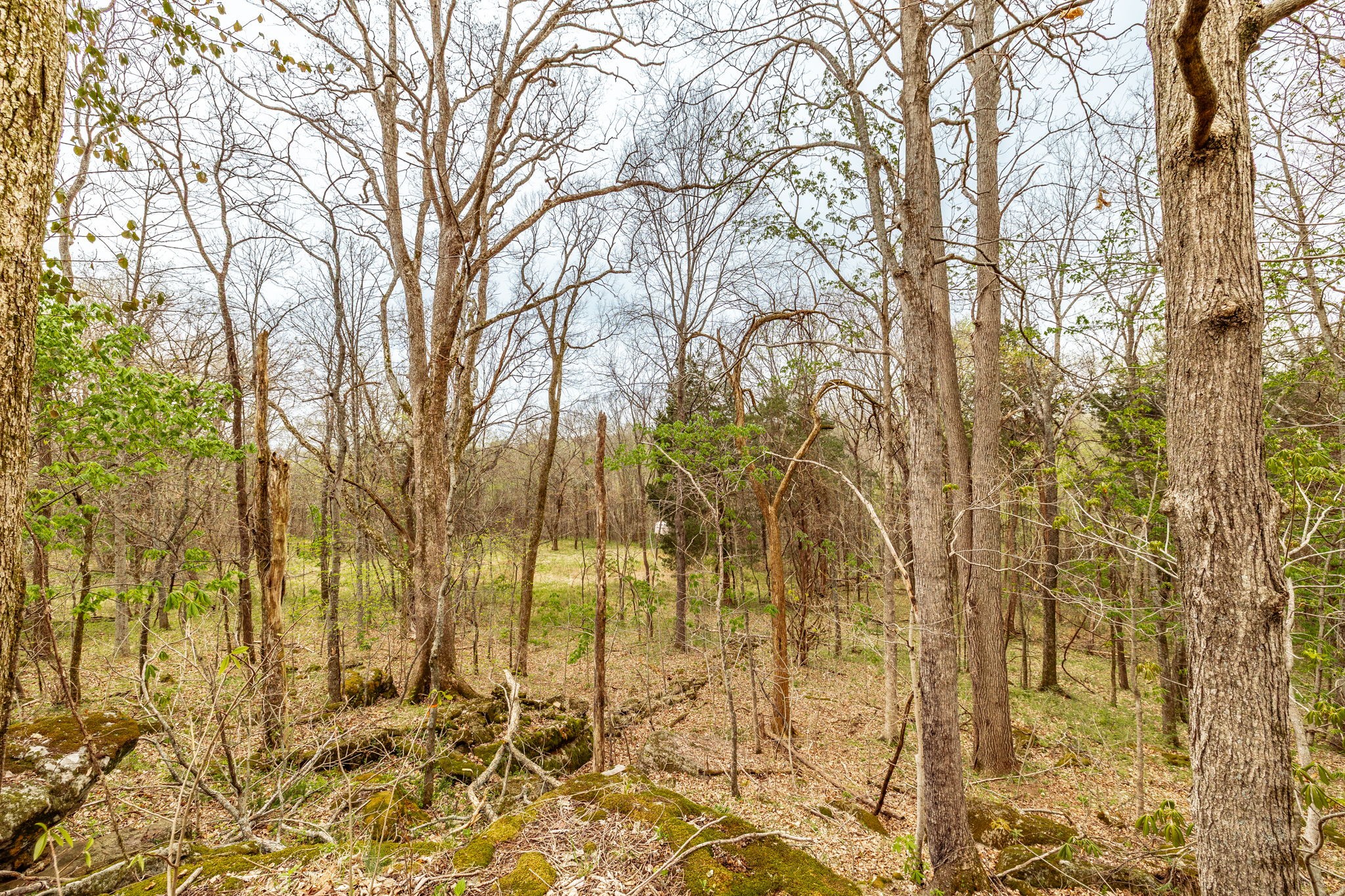 0 Wolf Hill Road Bethpage, TN 37022 - Photo 28 of 46 a view of a yard