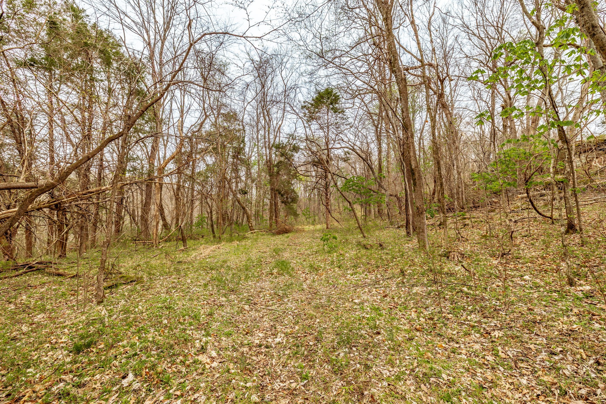 0 Wolf Hill Road Bethpage, TN 37022 - Photo 32 of 46 a view of yard with green space