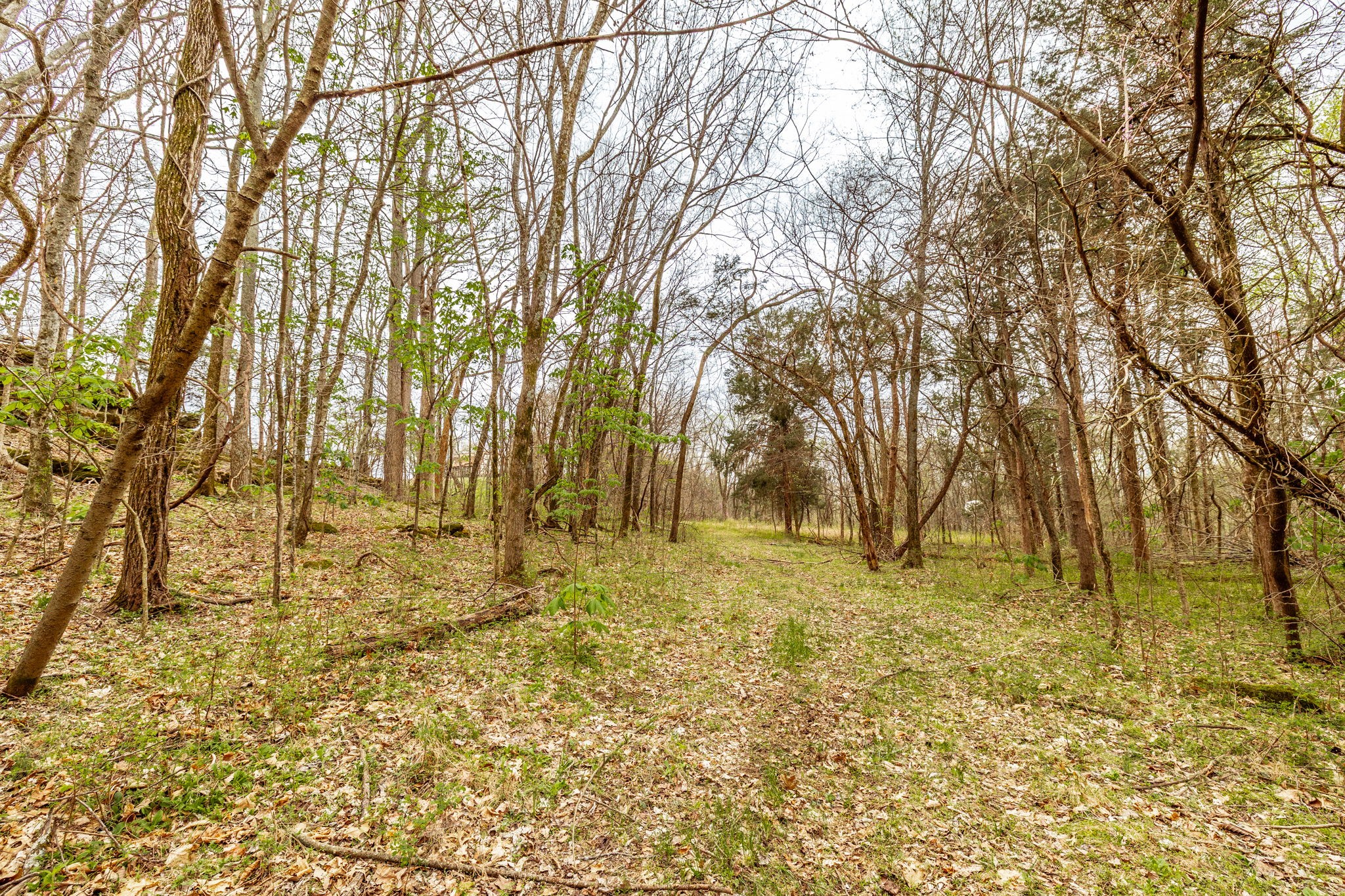 0 Wolf Hill Road Bethpage, TN 37022 - Photo 34 of 46 a view of yard with trees