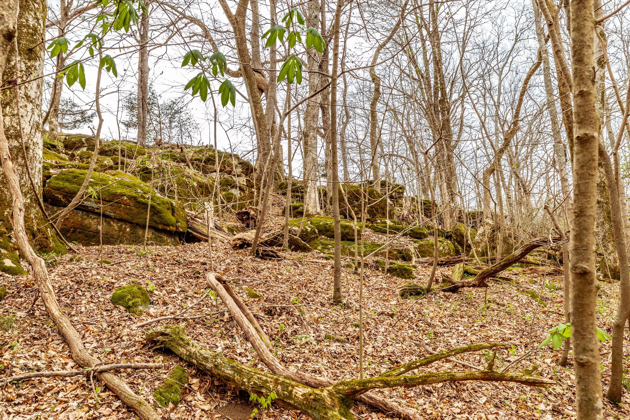 0 Wolf Hill Road Bethpage, TN 37022 - Photo 35 of 46 a view of a backyard of the house