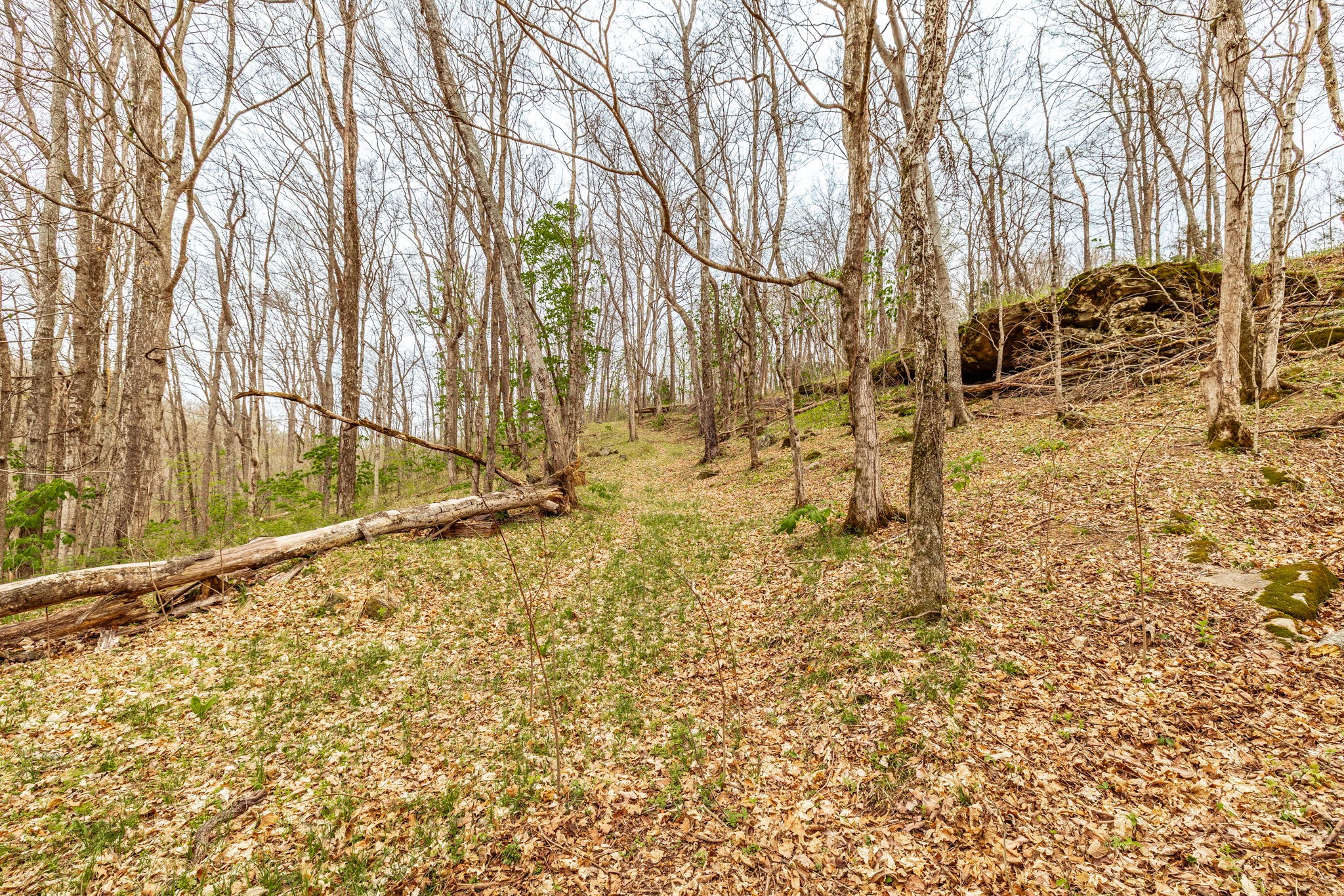 0 Wolf Hill Road Bethpage, TN 37022 - Photo 36 of 46 a view of yard