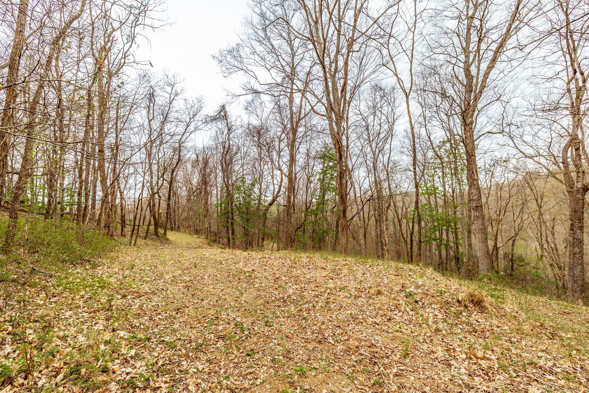 0 Wolf Hill Road Bethpage, TN 37022 - Photo 41 of 46 a view of a yard with large trees
