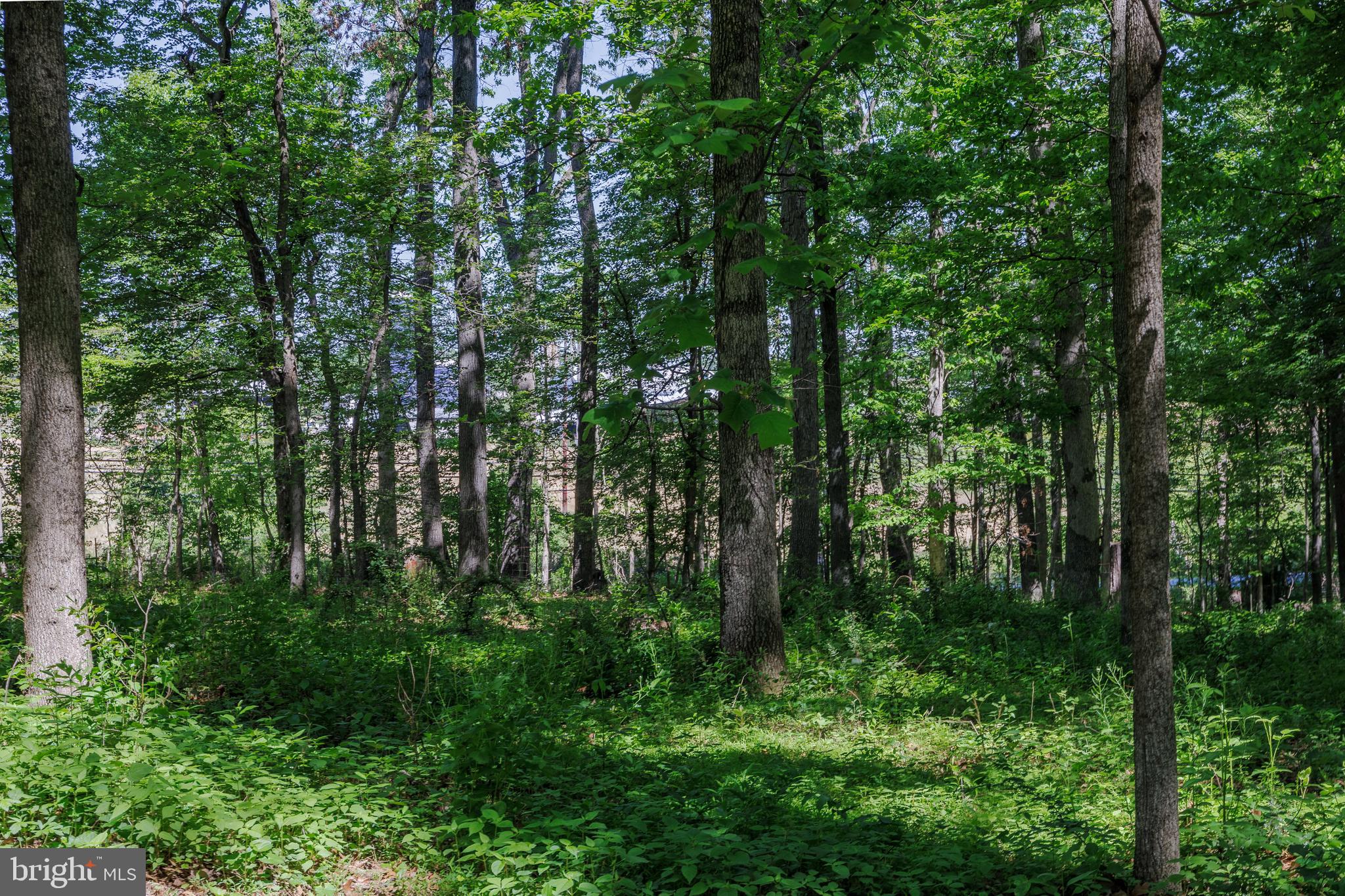5777 White Rock Road Sykesville, MD 21784 - Photo 6 of 50 wooded lot
