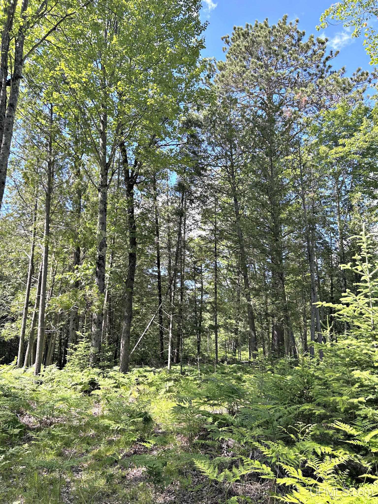 T-wi Wi 54151 Road Niagara, WI 54151 - Photo 14 of 15 Gallery Image 14