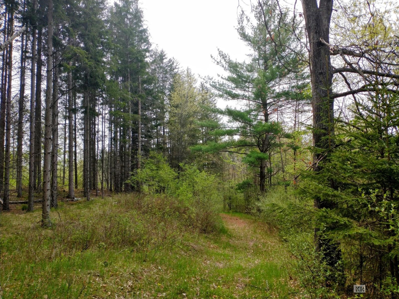 12451 Maple Valley Road Gladwin, MI 48624 - Photo 40 of 95