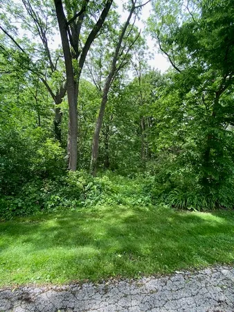 a view of a lush green forest