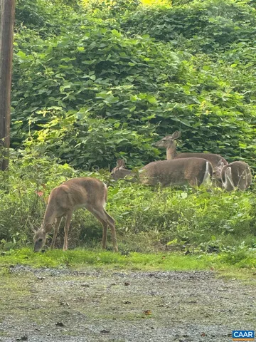 a backyard of a house with a yard and potted plants