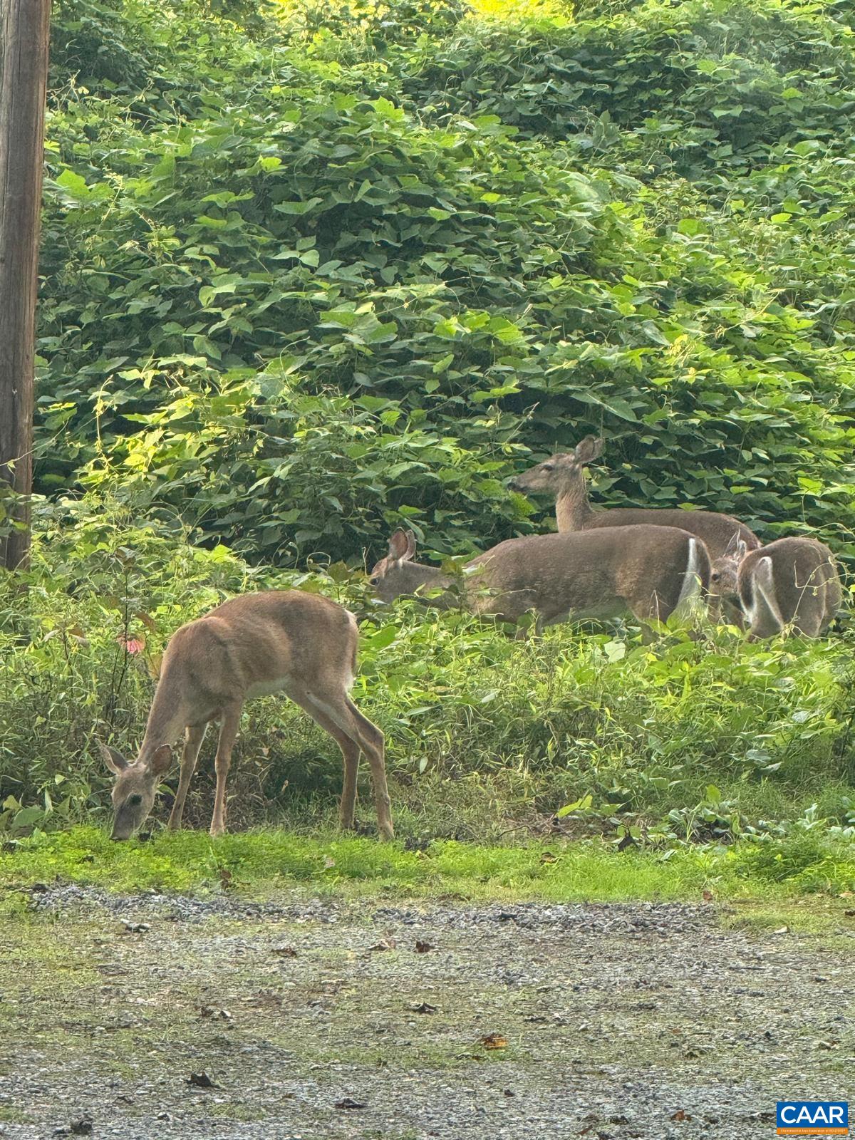 301 Paton Street, Unit A & B Charlottesville, VA 22903 - Photo 7 of 40 a backyard of a house with a yard and potted plants
