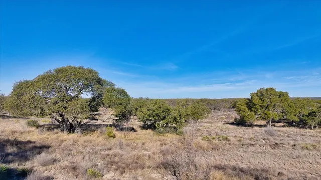 a view of a dry yard with plants and a large tree