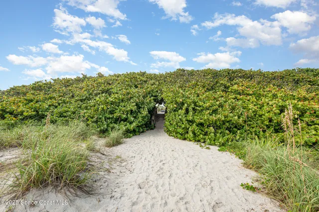 a view of a bunch of trees