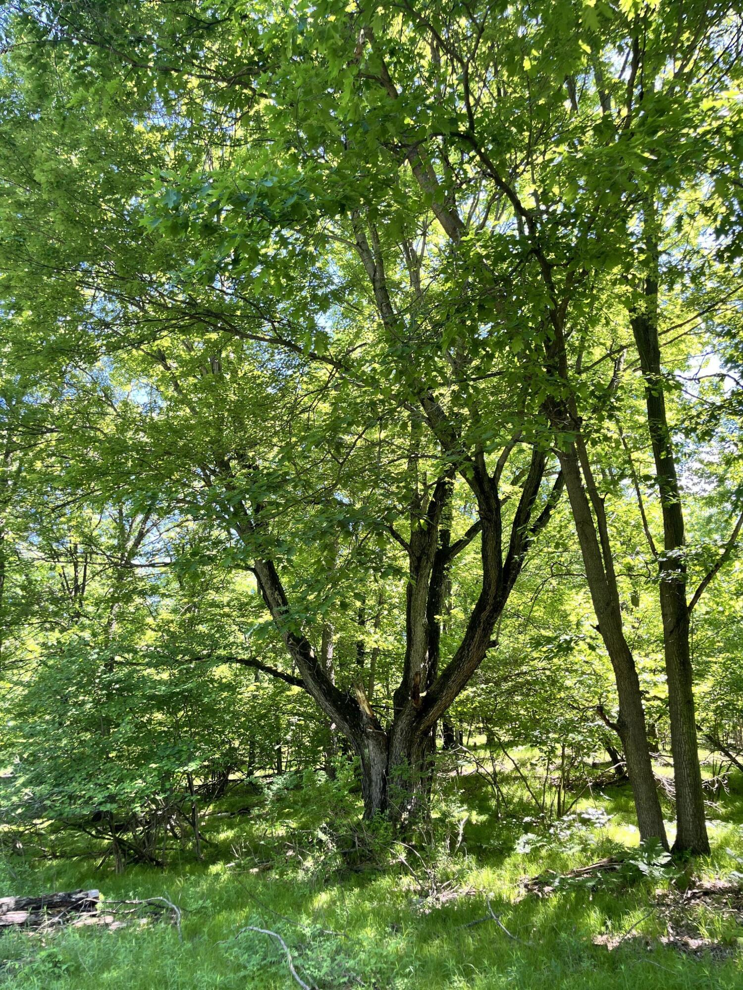 3685 Cypress Road Blanchard, MI 49310 - Photo 17 of 32 Trees