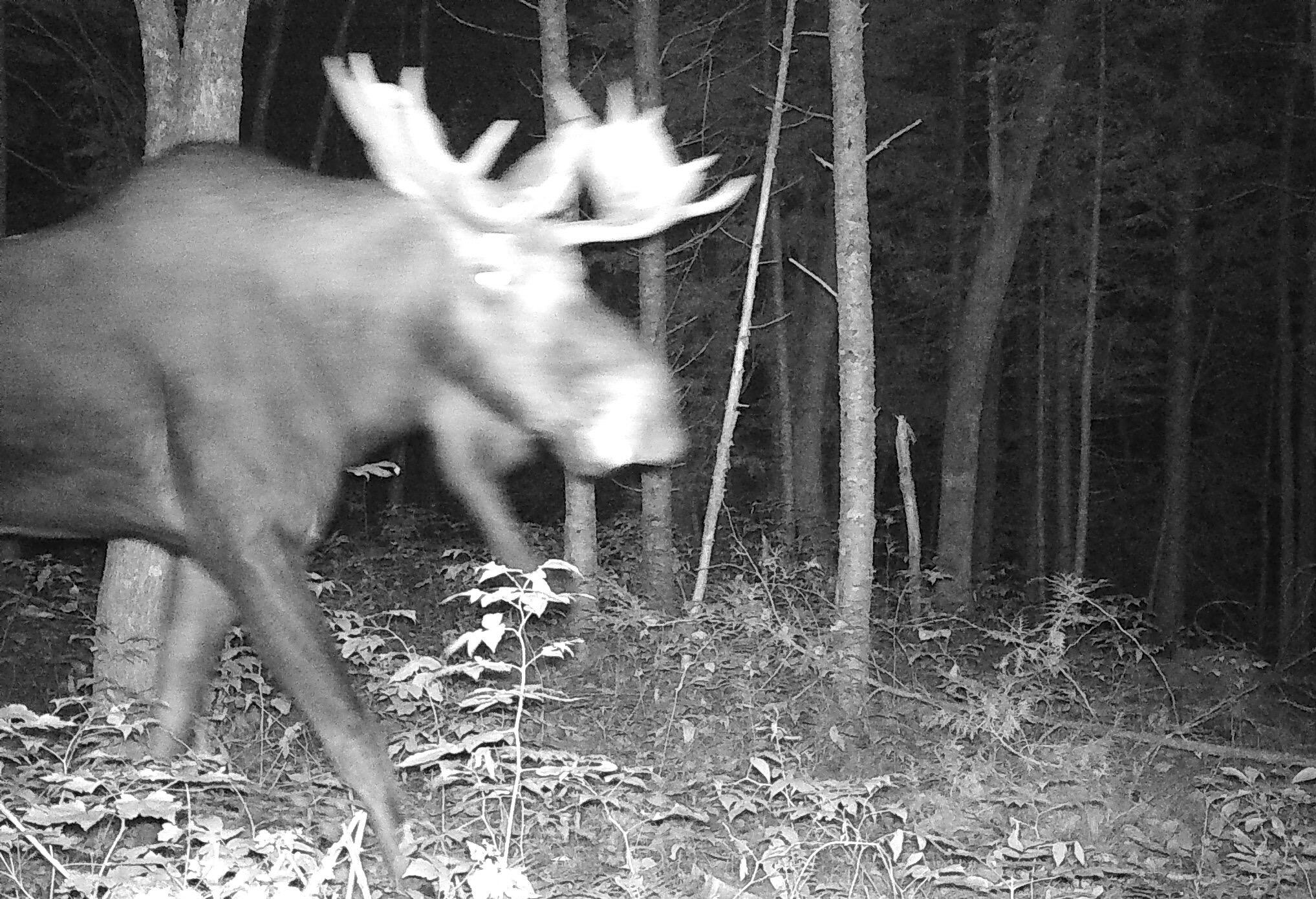 521 Gallison Road Sherman, ME 04776 - Photo 32 of 96 Moose in the Side Woods
