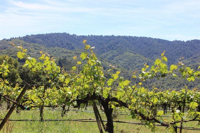 6545 Redwood Retreat Road Gilroy, CA 95020 - Photo 11 of 15 Gallery Image 11