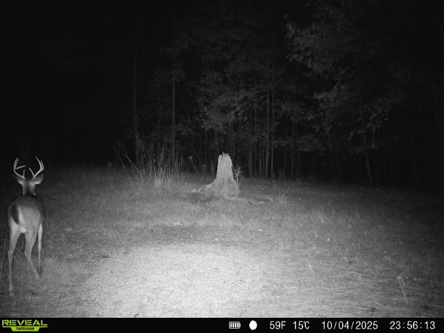 534 Whitney Branch Road Springville, TN 38256 - Photo 44 of 61 Gallery Image 44