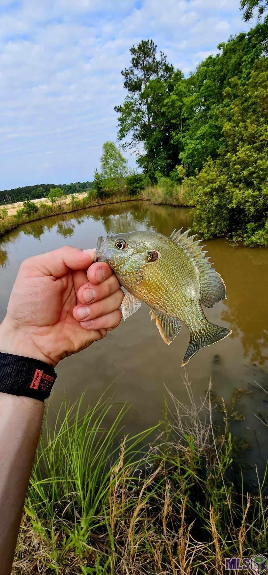3270 Nesom Road Denham Springs, LA 70706 - Photo 15 of 27