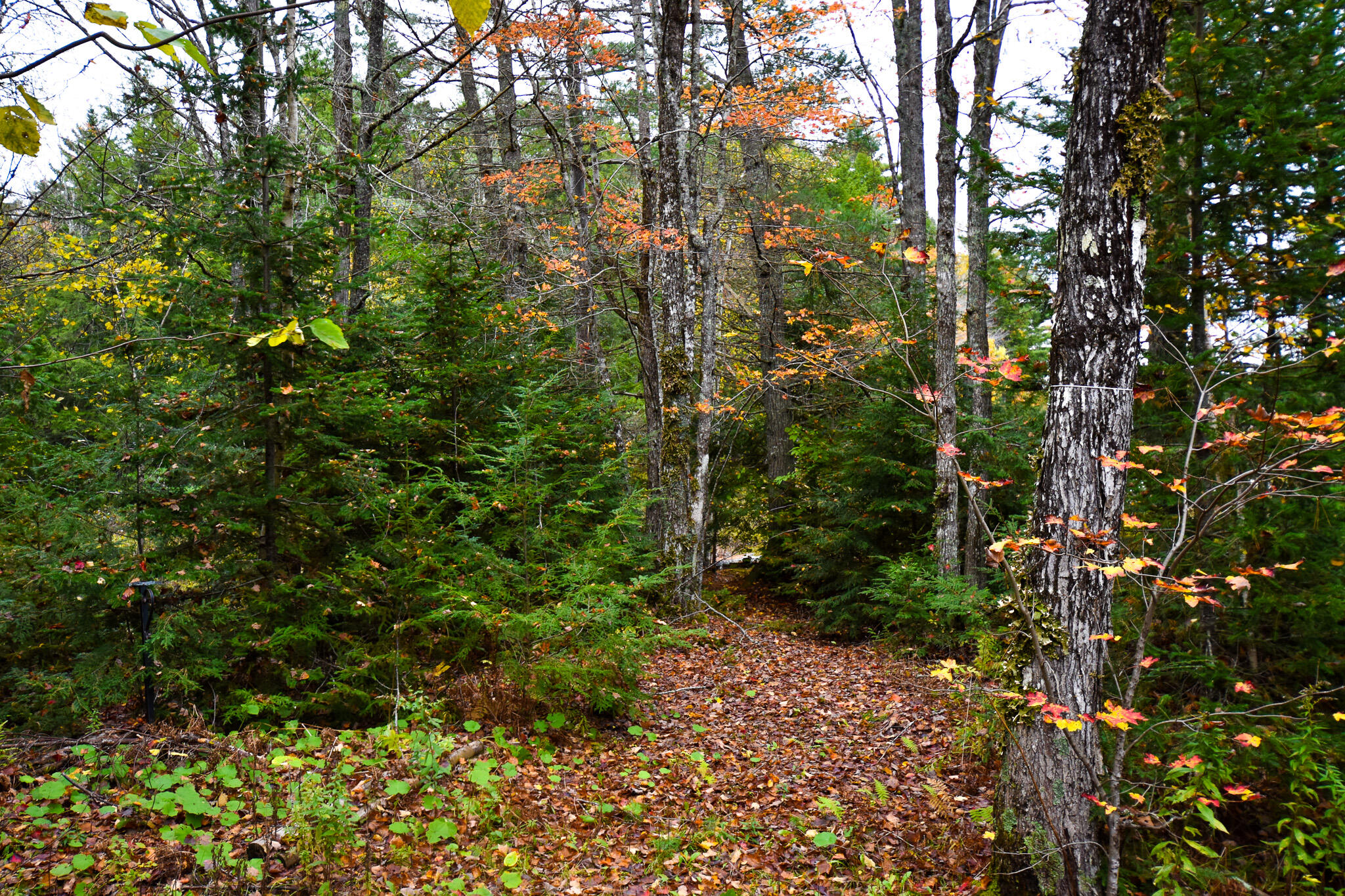 107 Silsby Road Mariaville, ME 04605 - Photo 21 of 22 DSC_0008