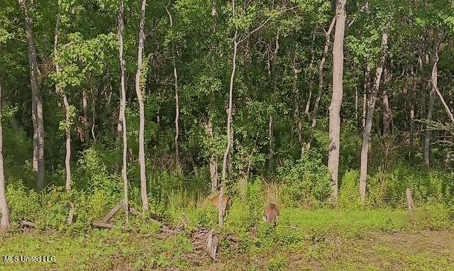 12778 Tiffany Lane Biloxi, MS 39532 - Photo 36 of 40 back yard view