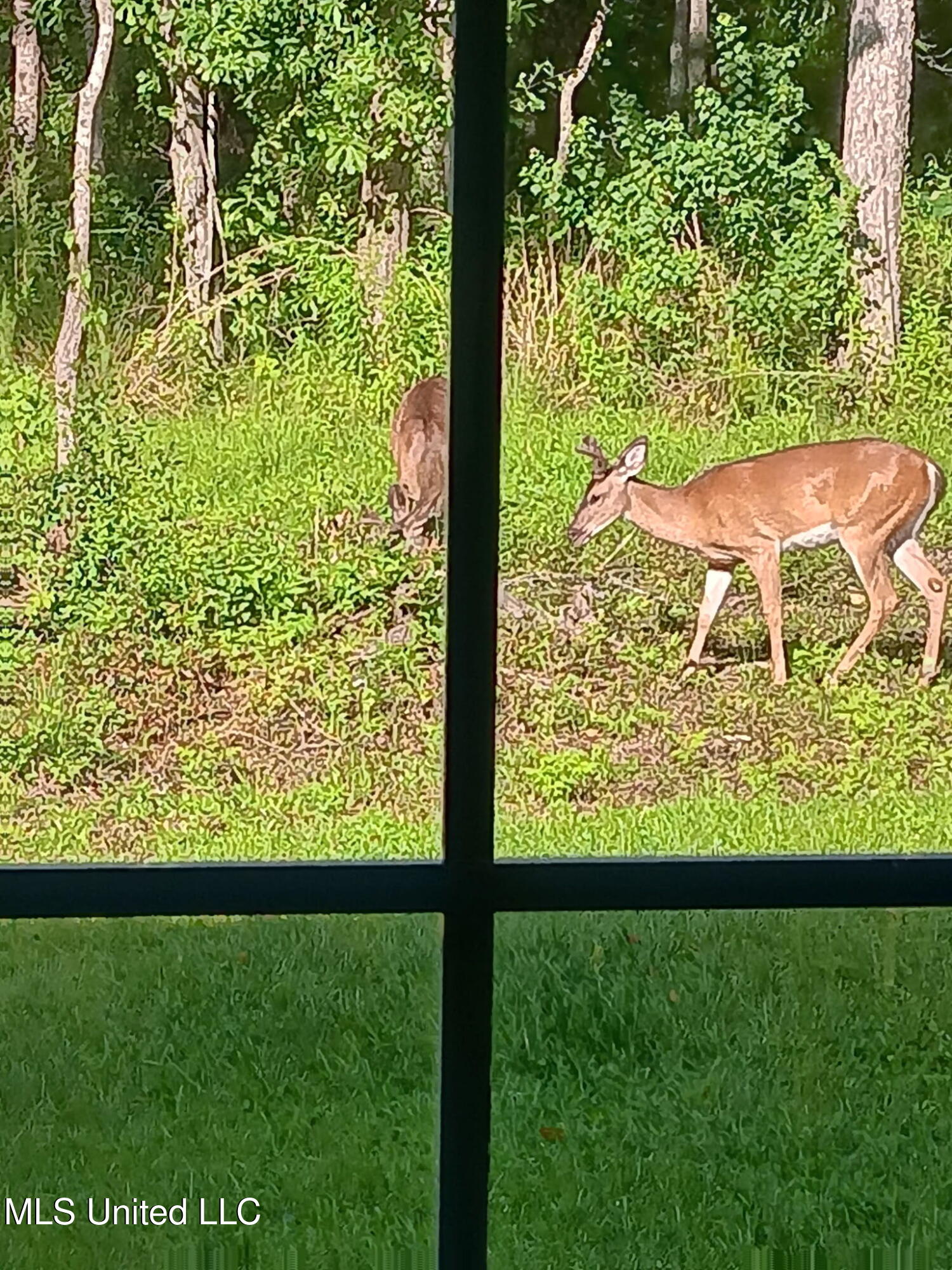 12778 Tiffany Lane Biloxi, MS 39532 - Photo 37 of 40 back yard