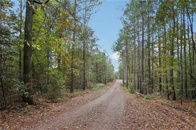 a view of a forest with trees