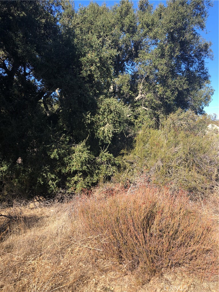 0 Red Mountain Road Hemet, CA 92544 - Photo 15 of 16 a view of a yard with plants and tree