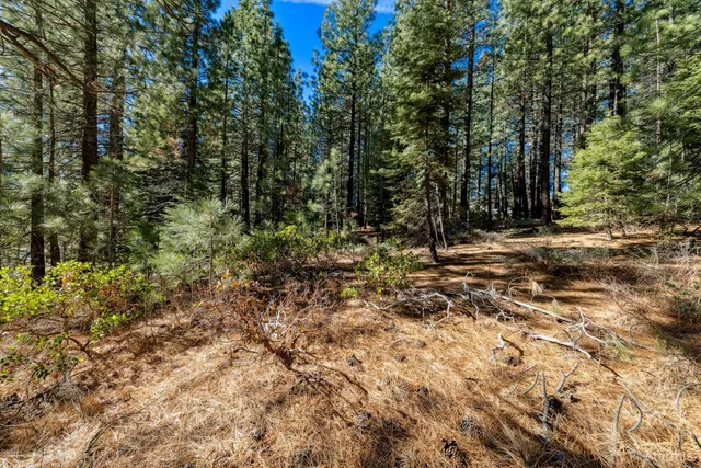 a view of a forest with trees
