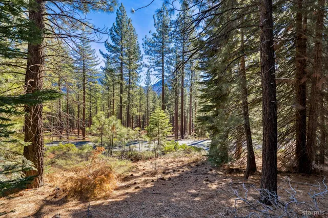 a view of covered with trees