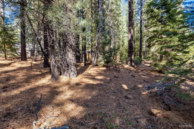a view of trees with yard