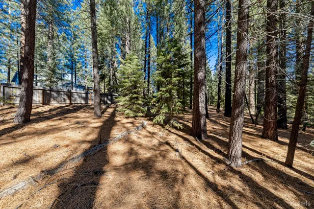 a view of a forest with trees