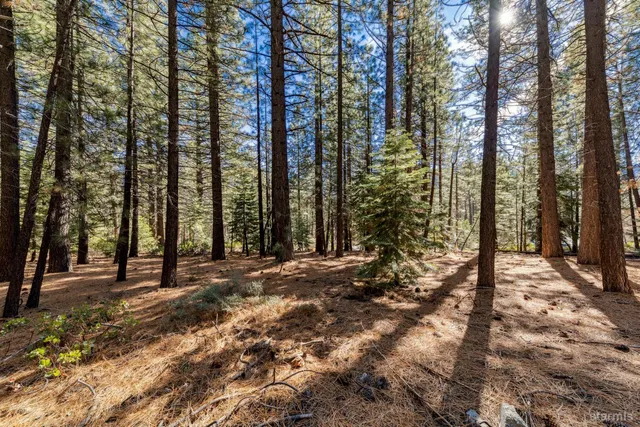 a view of a forest with trees