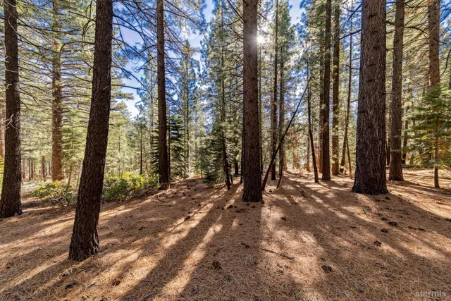 a view of a forest filled with trees