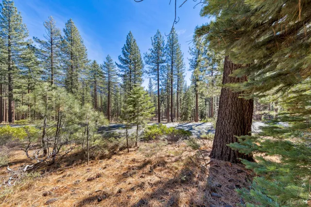 a view of a yard with trees