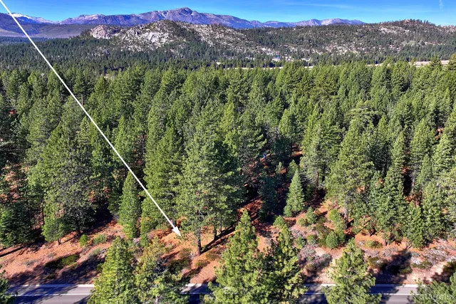 a view of a forest with a mountain