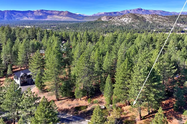 a view of a forest with a mountain