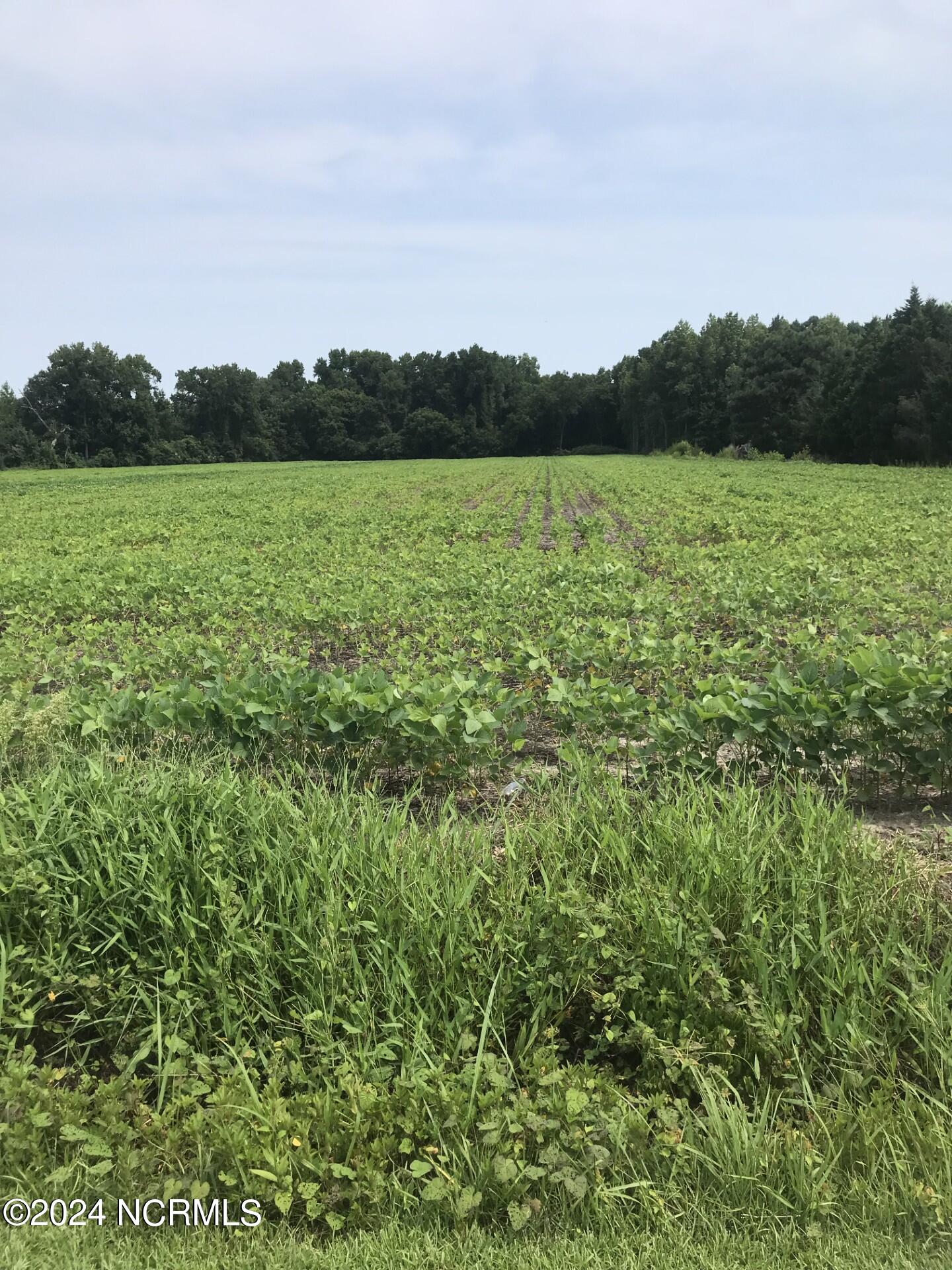 311 Center Hill Road Tyner, NC 27980 - Photo 1 of 1 Under cultivation with soybeans until November
