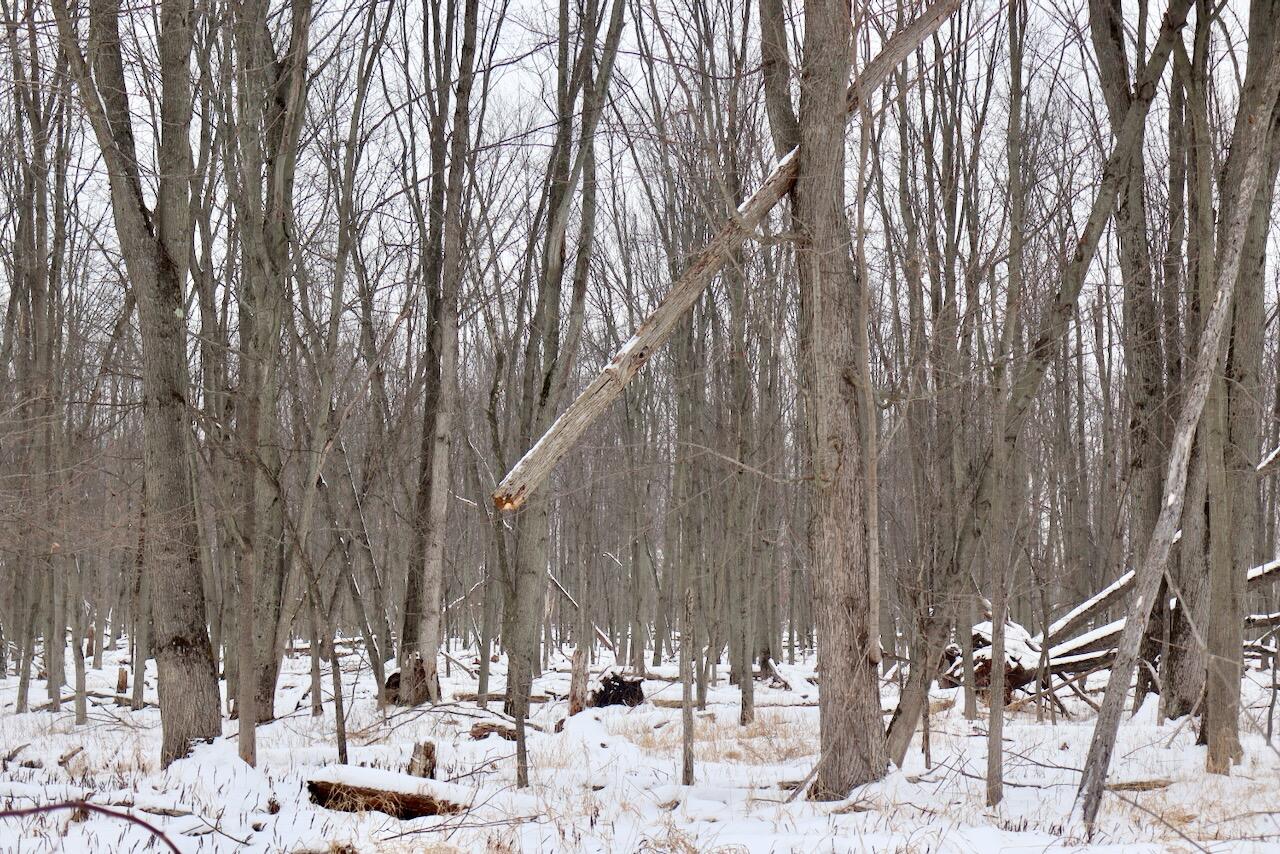 South Santiago Road Au Gres, MI 48703 - Photo 22 of 24 IMG_1605