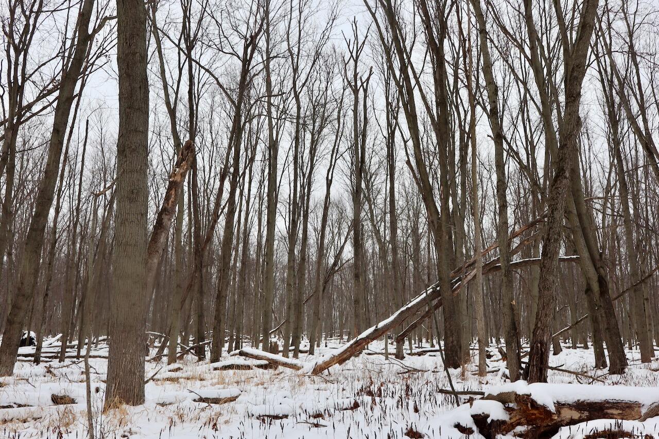 South Santiago Road Au Gres, MI 48703 - Photo 3 of 24 003