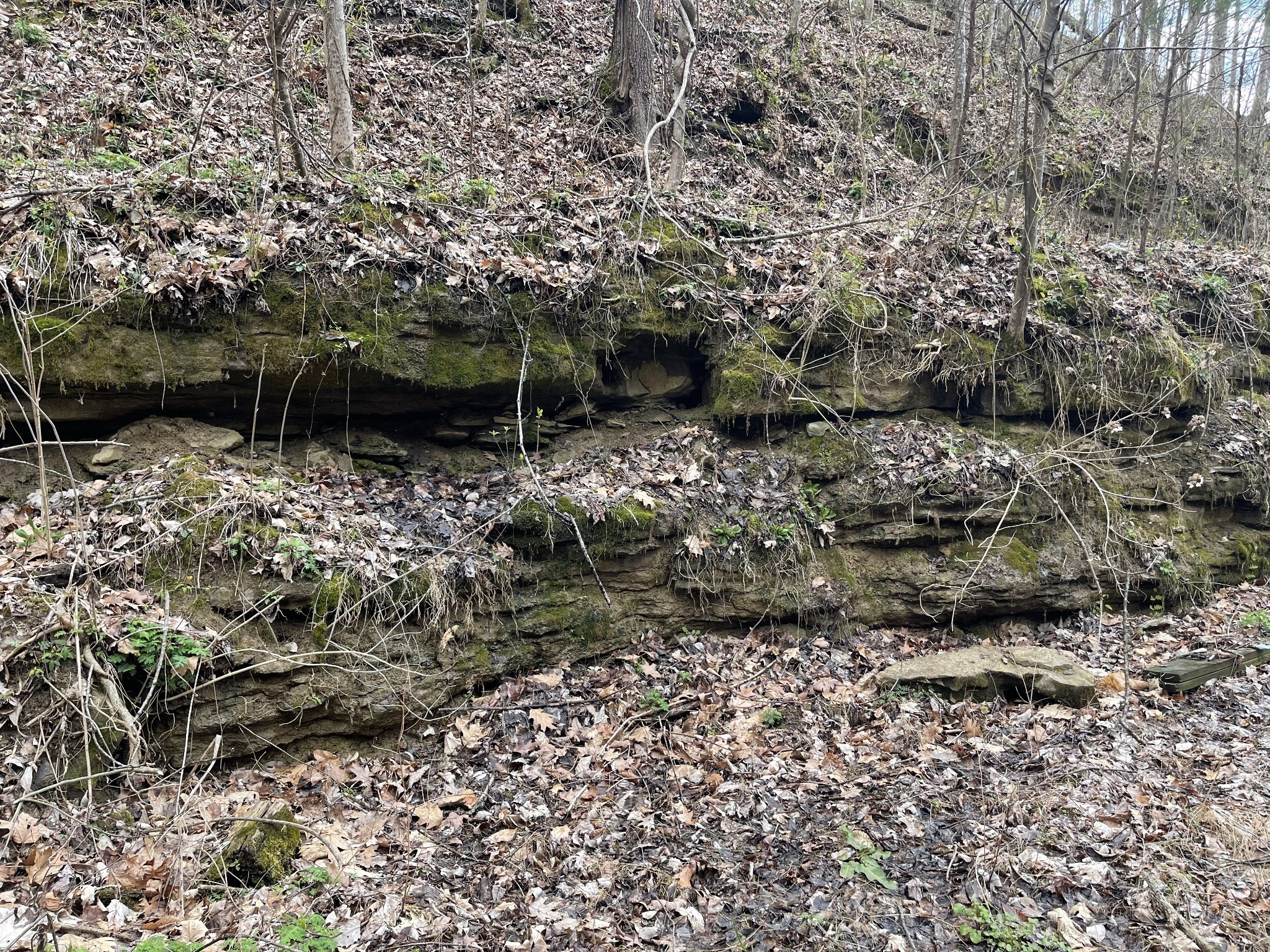 250 Possum Hollow Road Dowelltown, TN 37059 - Photo 16 of 31 a view of a yard with plants and large trees